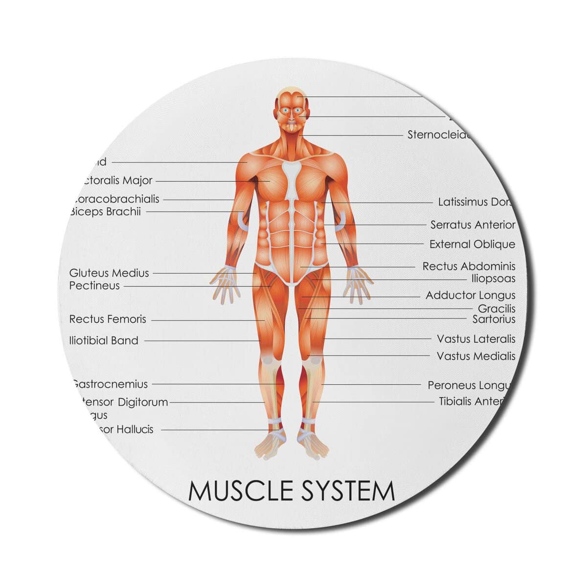 Ambesonne Human Anatomy Mouse Pad for Computers, Muscle System Diagram of Man Body Features Biological Elements Scheme Image, Round Non-Slip Thick Rubber Modern Gaming Mousepad, 8" Round, Coral